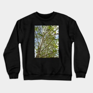 Birch Trees Crewneck Sweatshirt